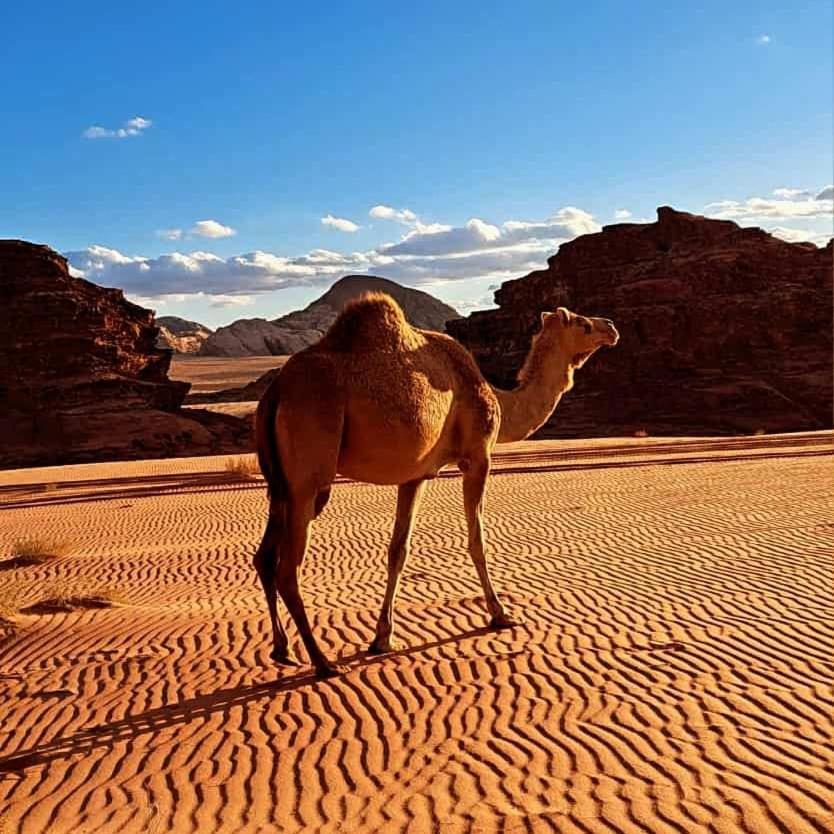 Wadi Rum Nabatean Camp Hotel Ngoại thất bức ảnh