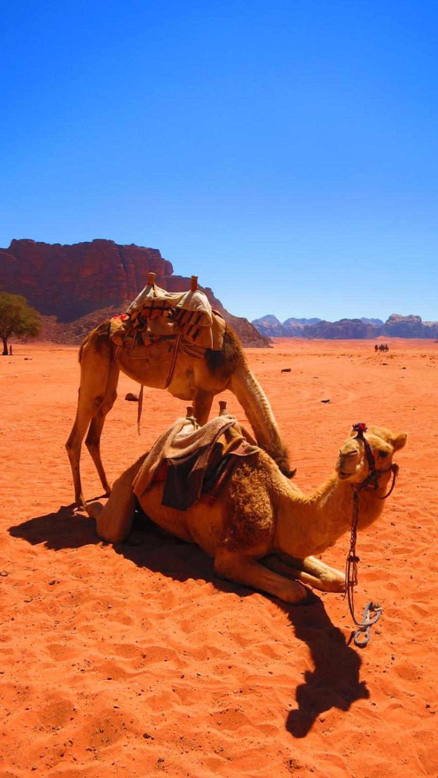 Wadi Rum Nabatean Camp Hotel Ngoại thất bức ảnh